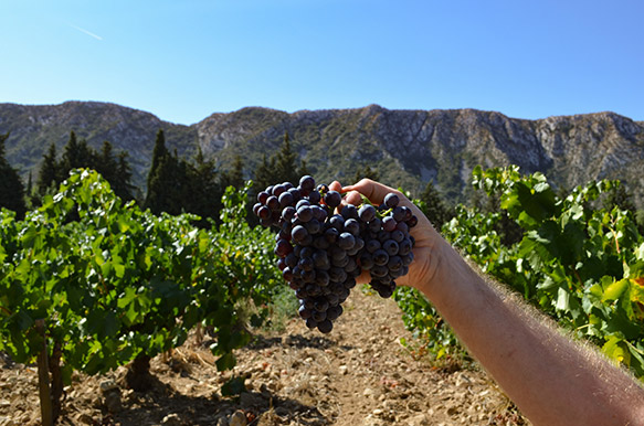 Photo des vendanges 2021 du vignoble du Château Romanin